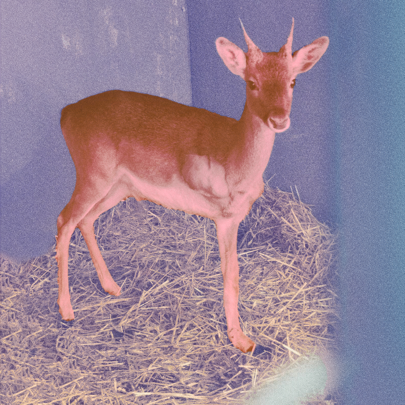 ο-μαχητής-της-ρόδου-επέστρεψε-σπίτι-το-562904779