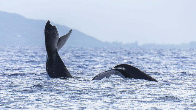 για-πρώτη-φορά-είδαμε-μεγάπτερες-φάλα-562907251