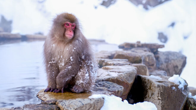 μαϊμού-πρωταθλήτρια-αυτογνωσίας-562890043