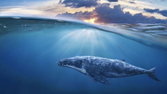 τα-αποδημητικά-ζώα-εκπέμπουν-sos-υπό-562878982