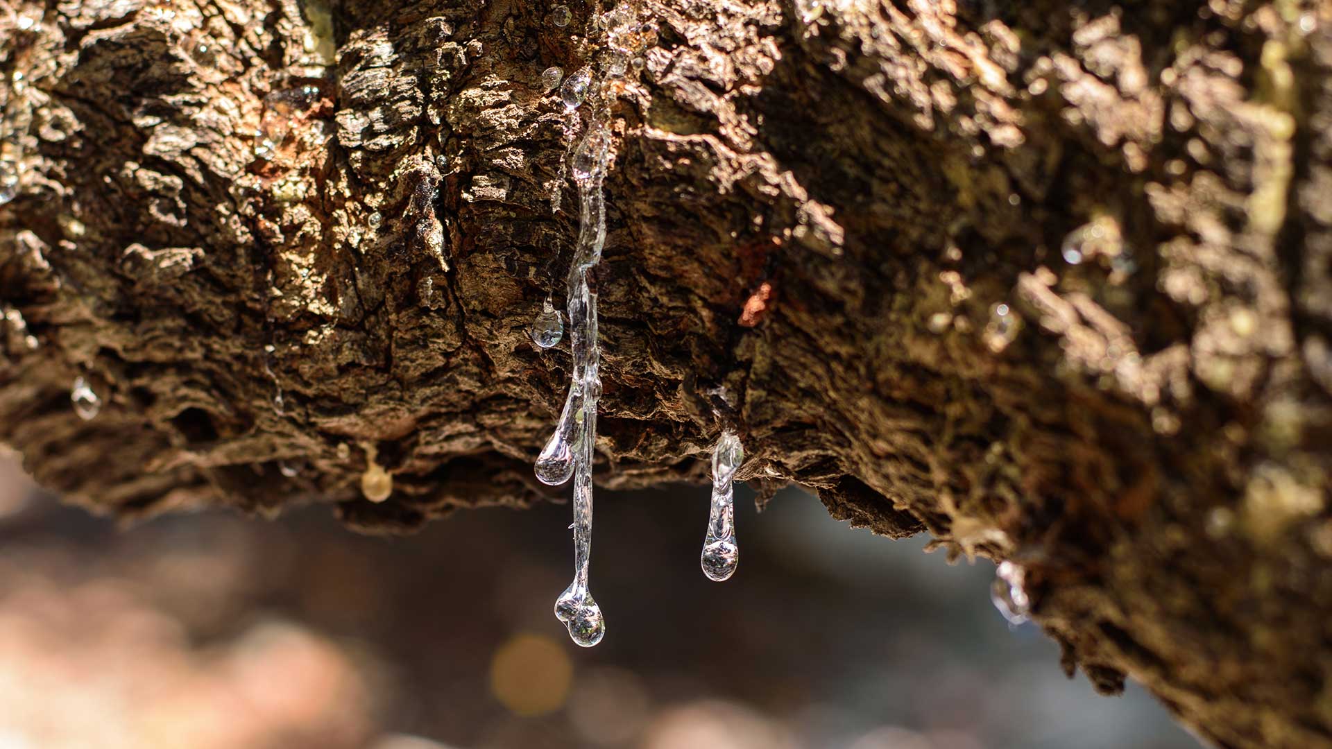 Μαστίχα Χίου: Πώς την αξιοποιούμε στην κουζίνα;-2