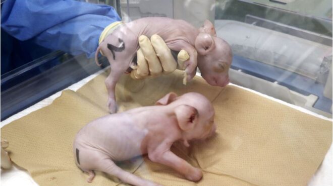 ιαπωνία-επιστήμονες-κλωνοποίησαν-το-562880911