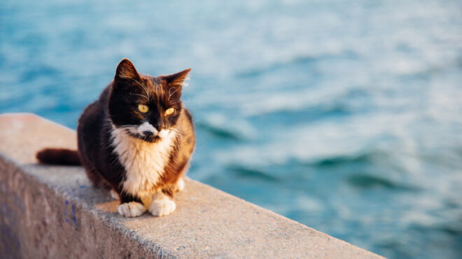 σπέτσες-ερευνες-για-τη-θανάτωση-τεσσά-562901605