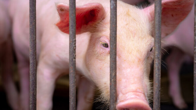 βόλβη-εντοπίστηκε-κρούσμα-αφρικανικ-562900162