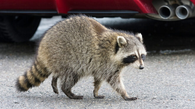 καναδάς-ρακούν-προκάλεσε-εκτεταμέ-562863184