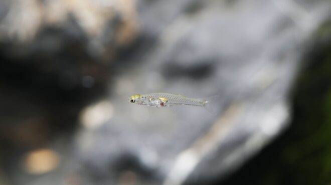 το-μικροσκοπικό-ψάρι-που-παράγει-ήχο-ό-562904914