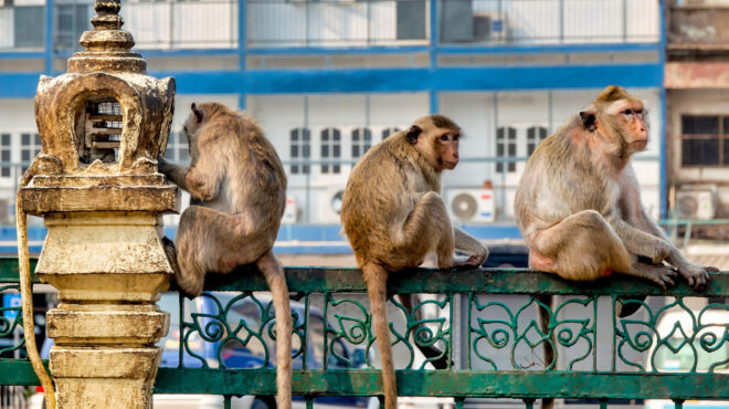ταϊλάνδη-επιδρομή-χιλιάδων-μακάκω-562863097