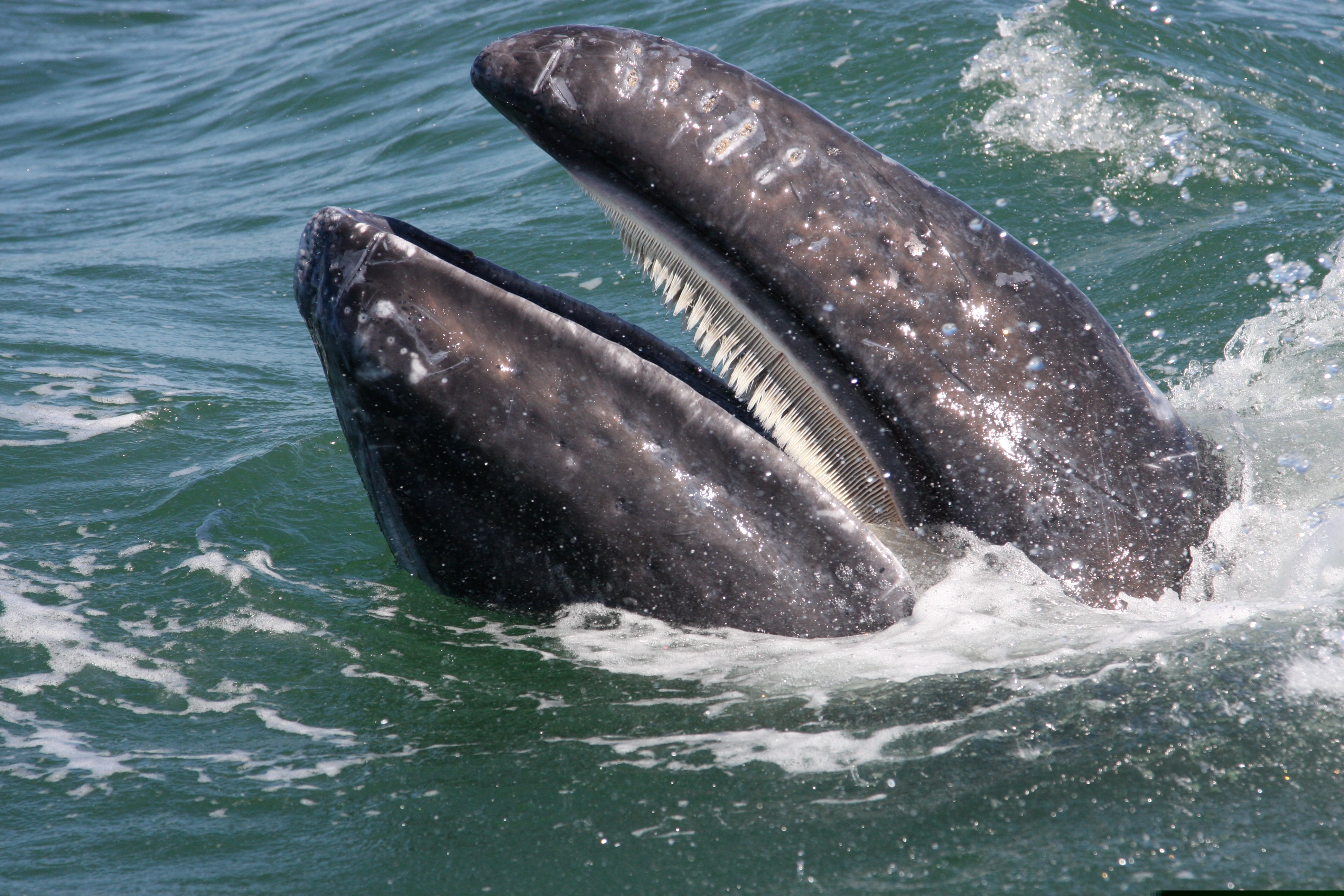 Οι επιστήμονες έλυσαν έναν από τους γρίφους των ωκεανών: Το απόκοσμο «τραγούδι» των φαλαινών-1