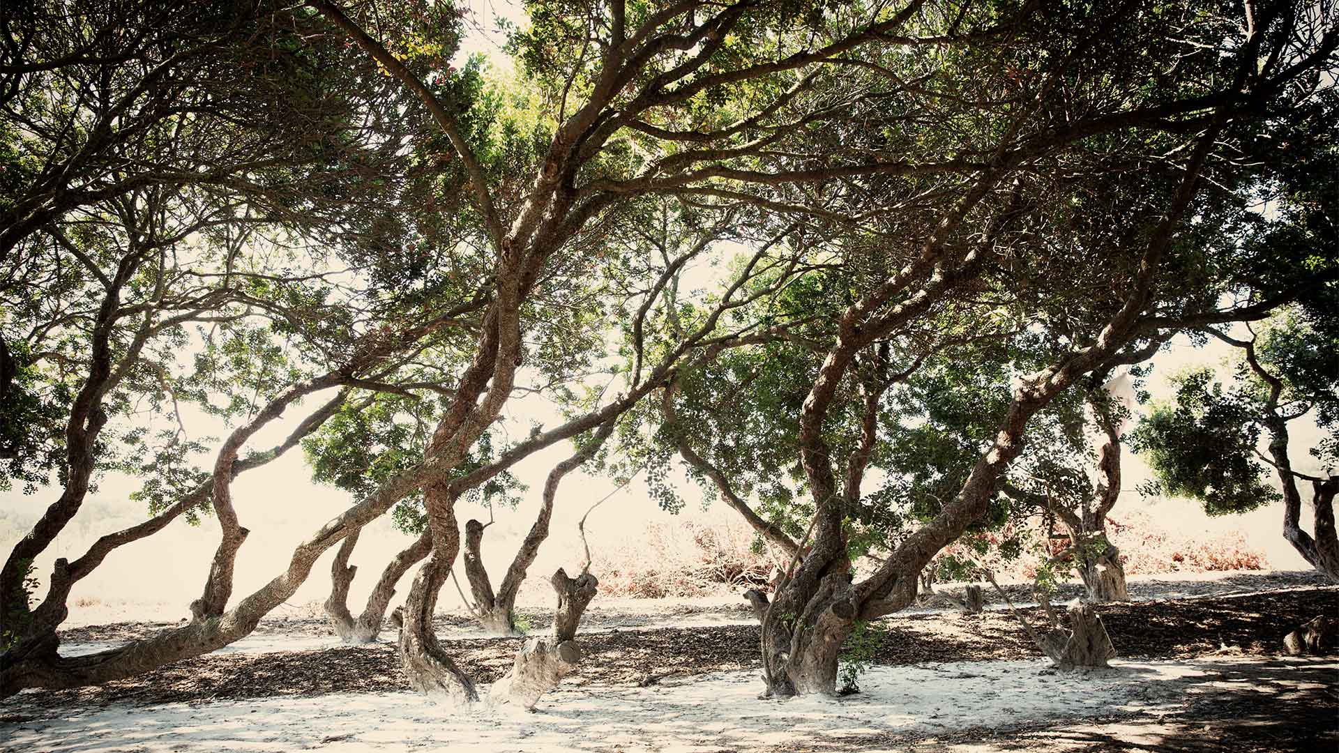 Πώς η μαστίχα Χίου ξέφυγε από παραδοσιακό προϊόν και κατακτά νέες αγορές-1