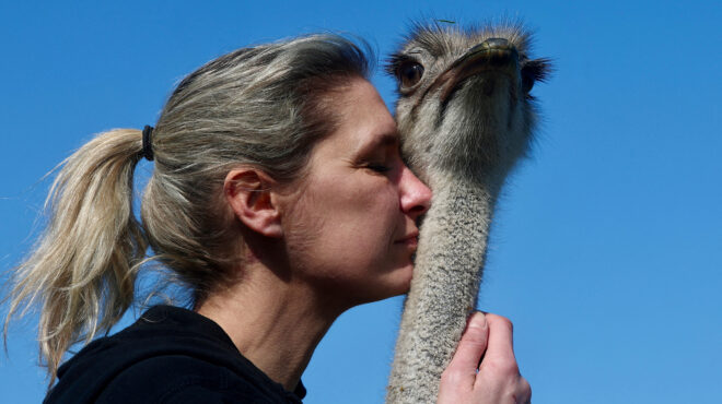 η-αγκαλιά-της-στρουθοκαμήλου-είναι-562926625