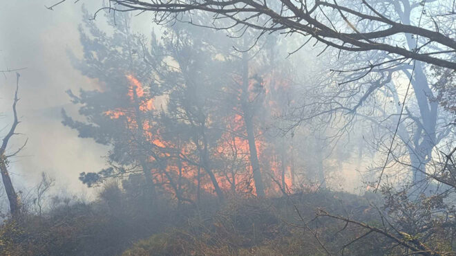 λακωνία-φωτιά-σε-δασική-έκταση-562954936