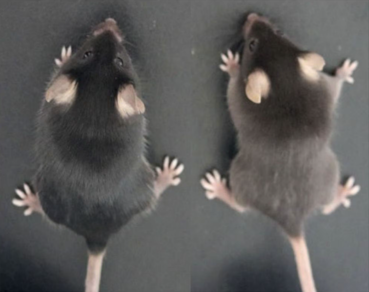 Γιατί κάποια πάντα δεν είναι ασπρόμαυρα; Οι επιστήμονες έλυσαν το μυστήριο-2