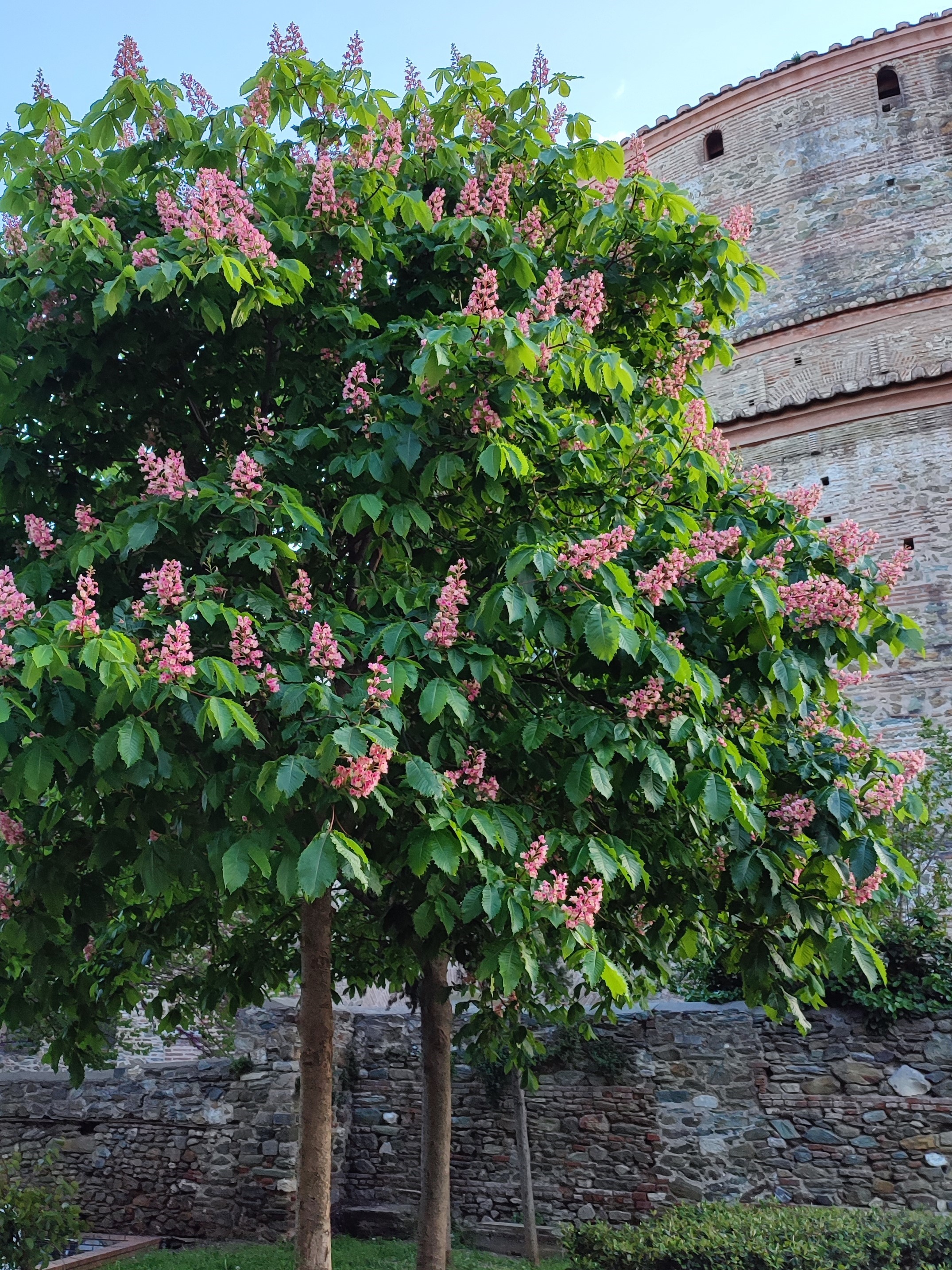 Μήπως η γειτονιά σου προκαλεί αλλεργίες;-4