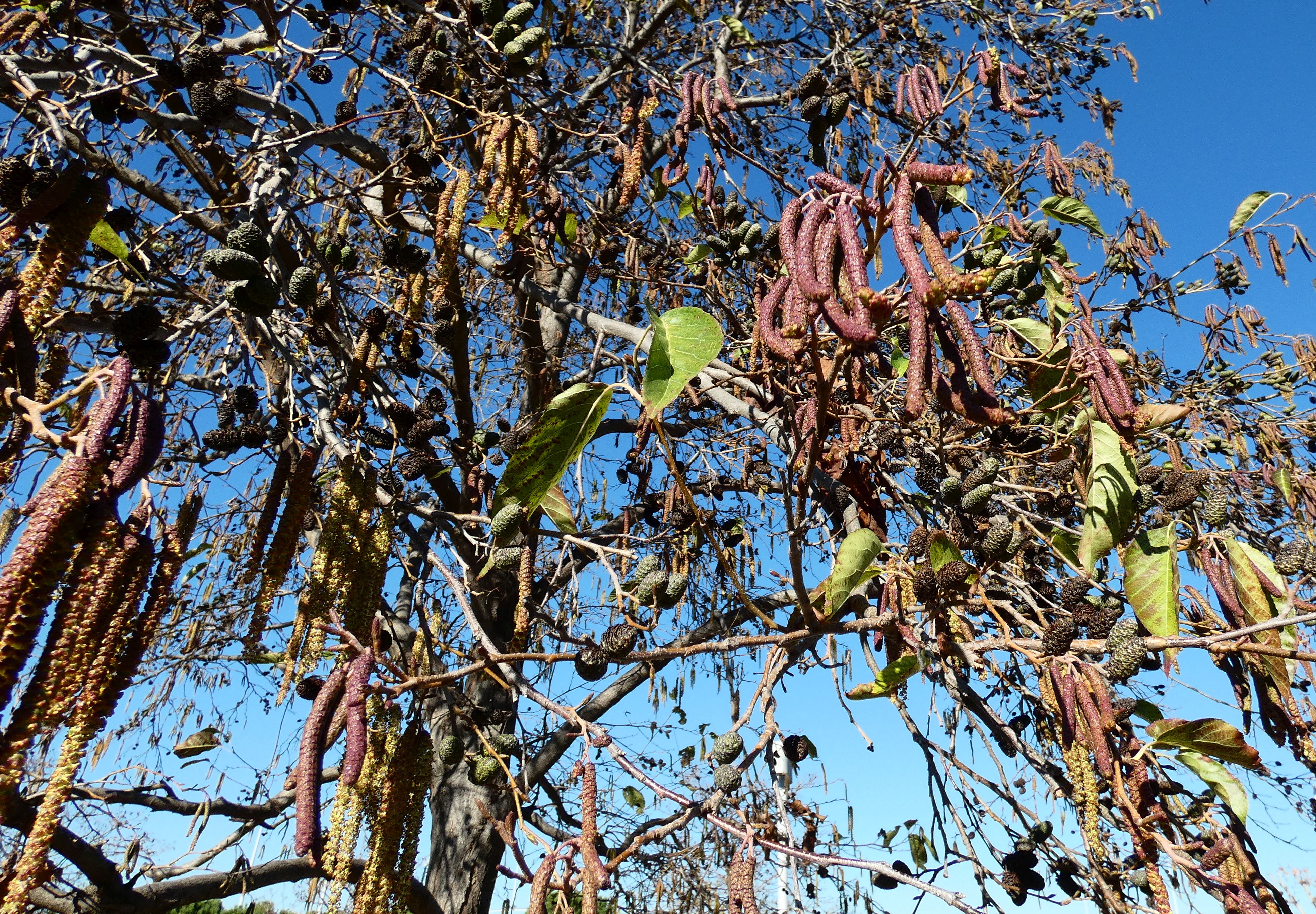 Μήπως η γειτονιά σου προκαλεί αλλεργίες;-3