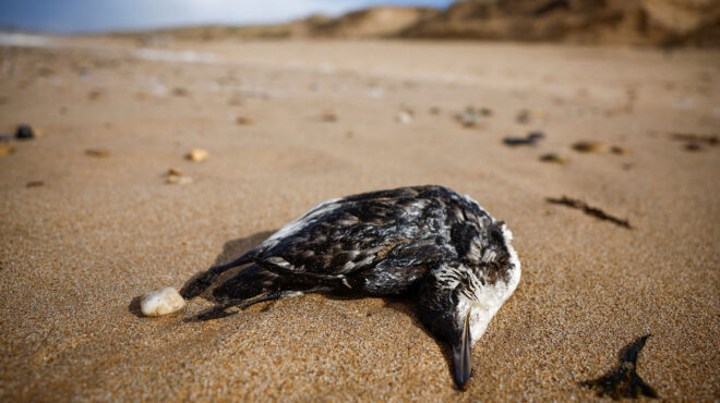 γαλλία-εκατοντάδες-νεκρά-θαλασσοπού-562921519