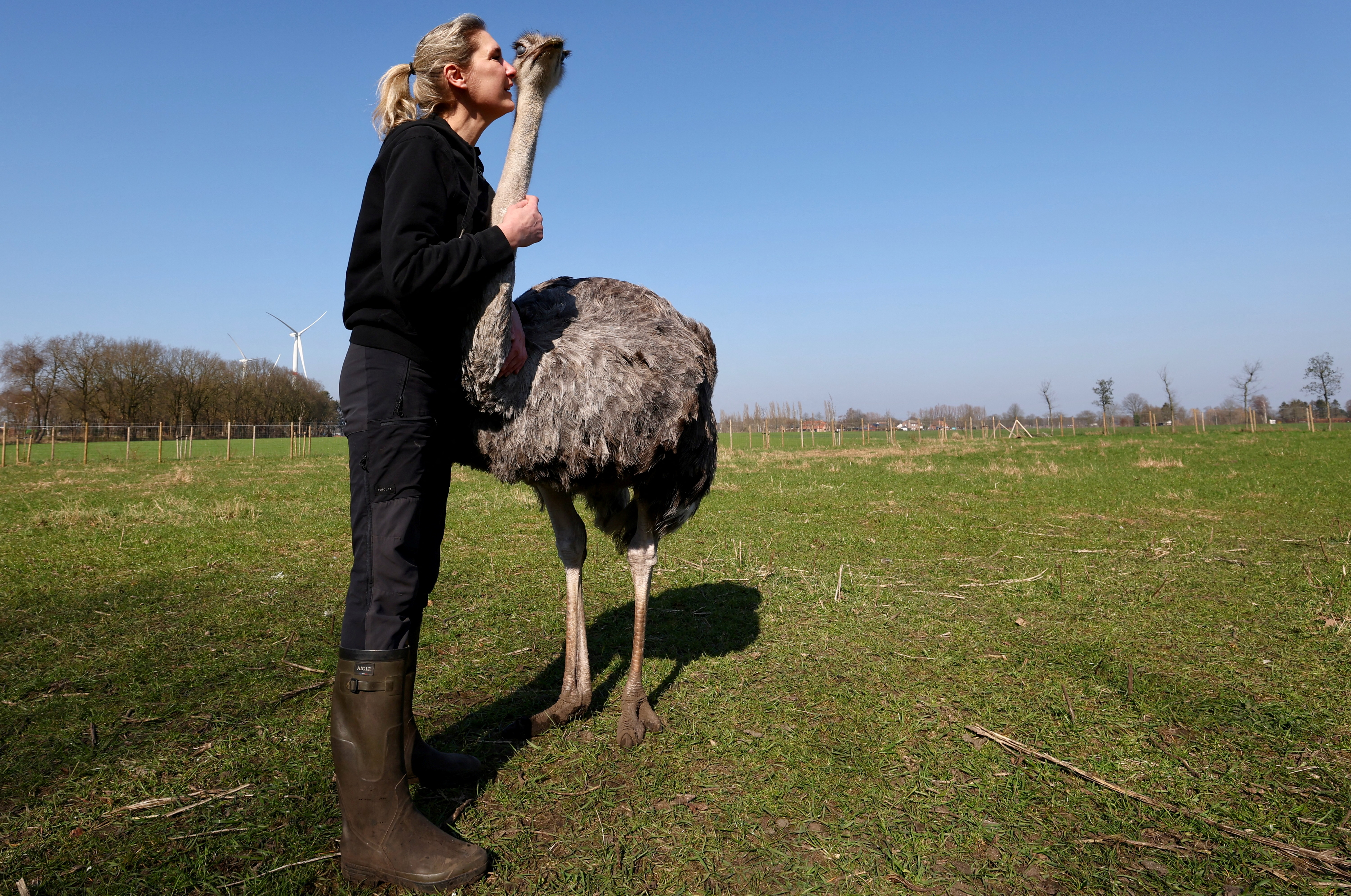 Η «αγκαλιά» της στρουθοκαμήλου είναι θεραπευτική-2