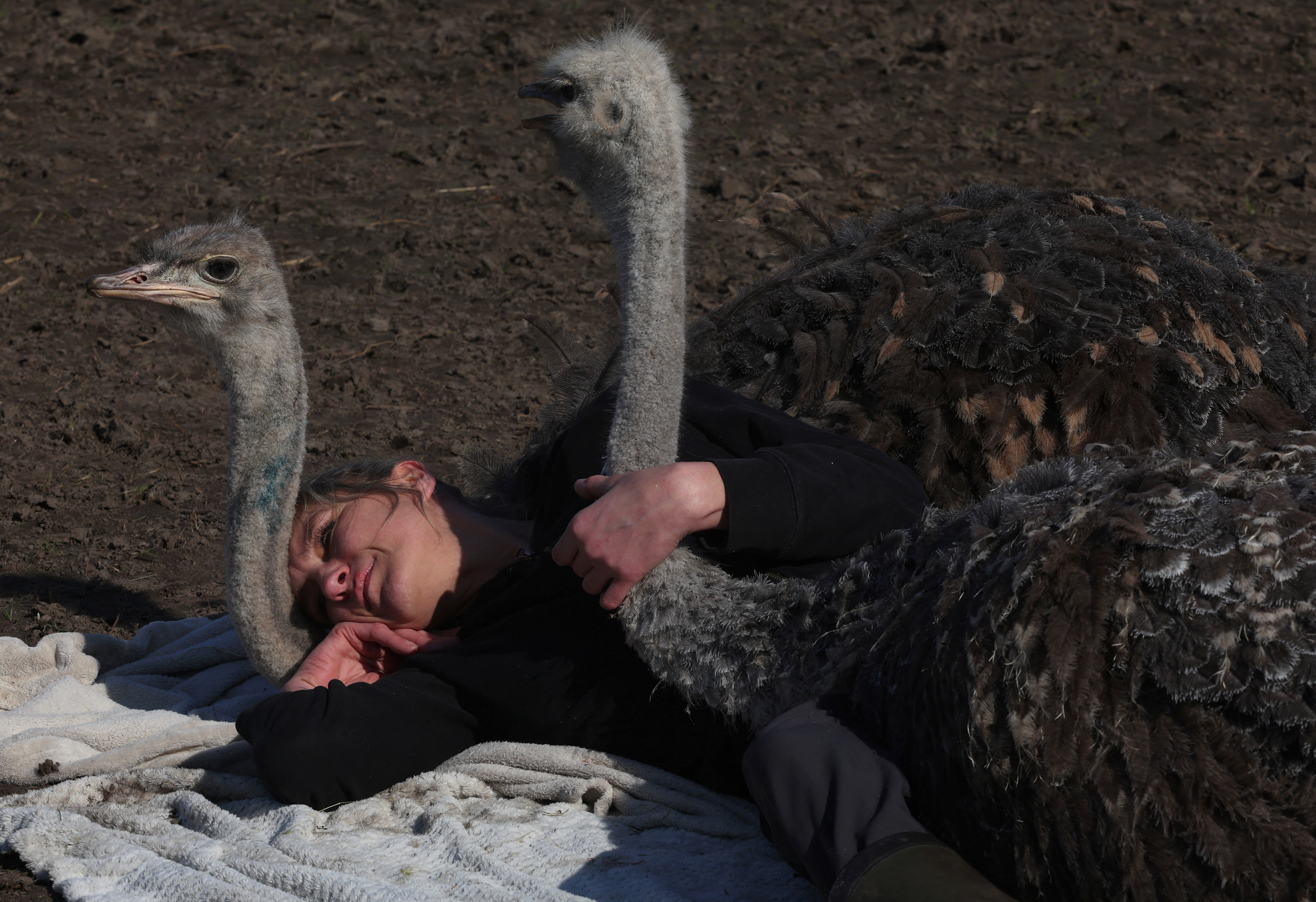 Η «αγκαλιά» της στρουθοκαμήλου είναι θεραπευτική-3