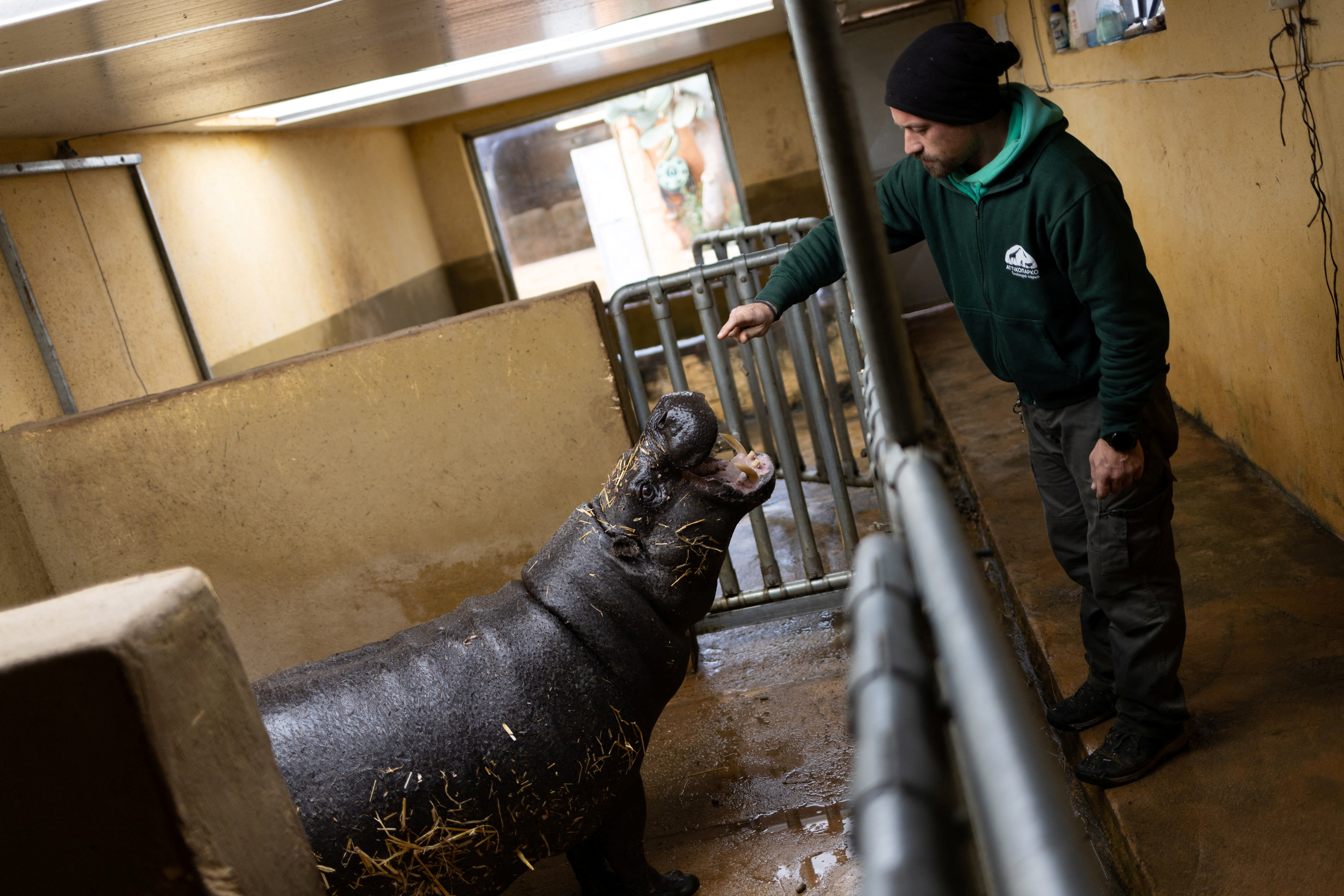 Πυγμαίο, απειλούμενο και… αγόρι – Ευφορία στο Αττικό Ζωολογικό Πάρκο για τη γέννηση σπάνιου ιπποποτάμου-4