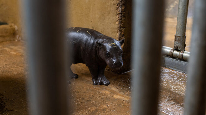 πυγμαίος-ιπποπόταμος-δεν-είναι-απλά-χ-562949416