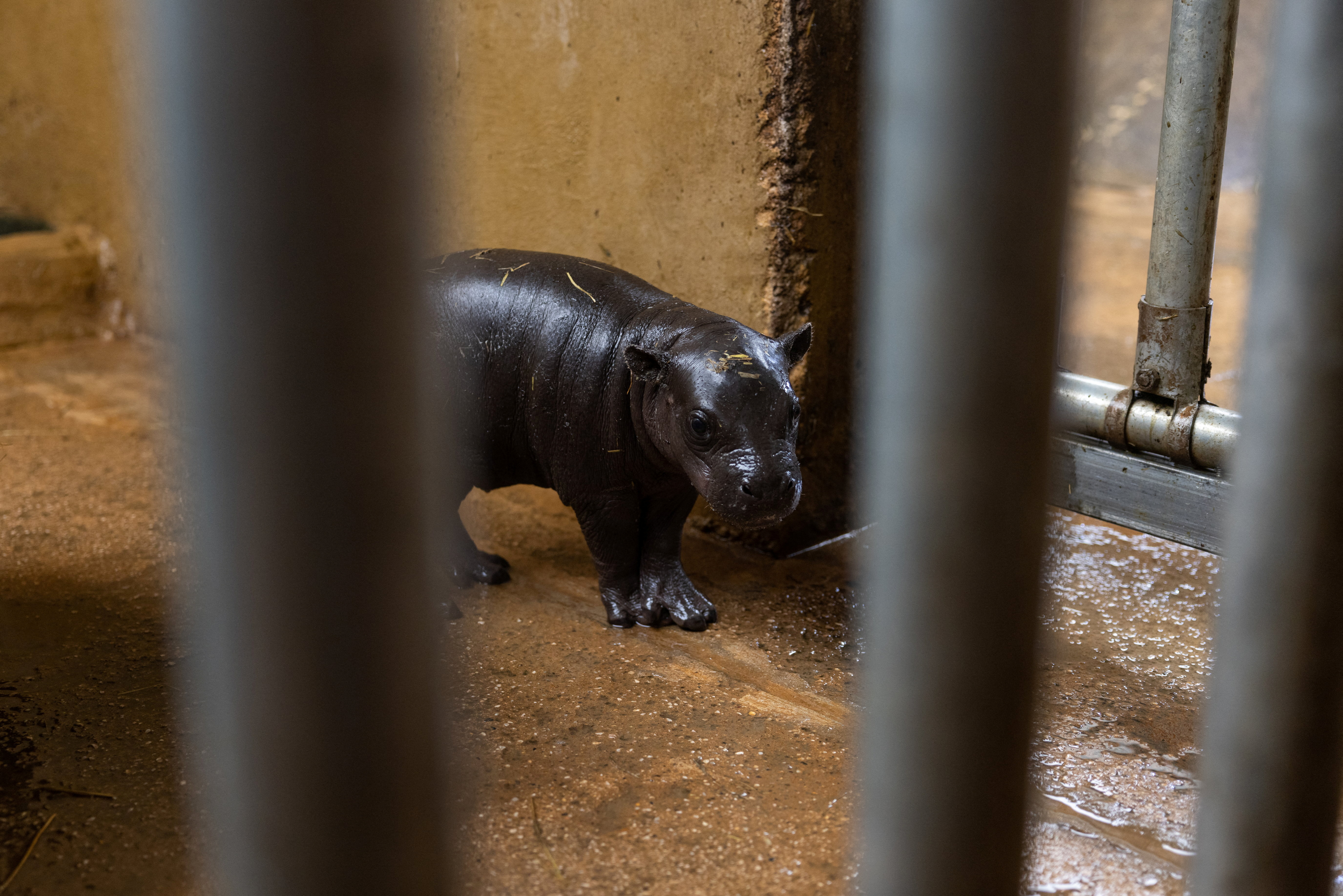Πυγμαίο, απειλούμενο και… αγόρι – Ευφορία στο Αττικό Ζωολογικό Πάρκο για τη γέννηση σπάνιου ιπποποτάμου-2