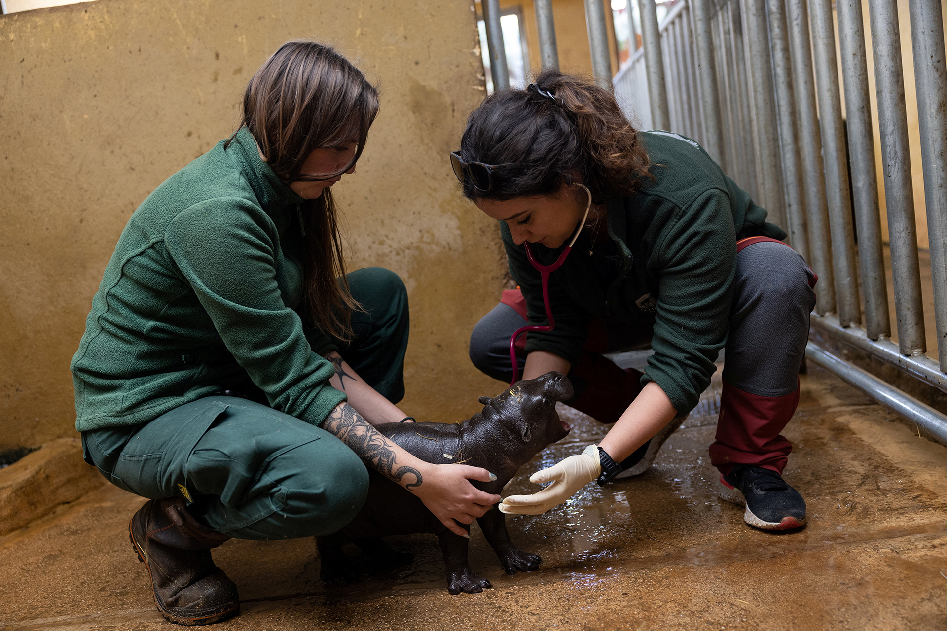 Πυγμαίος ιπποπόταμος: Δεν είναι απλά χαριτωμένος, είναι εξαιρετικά σημαντικός-1
