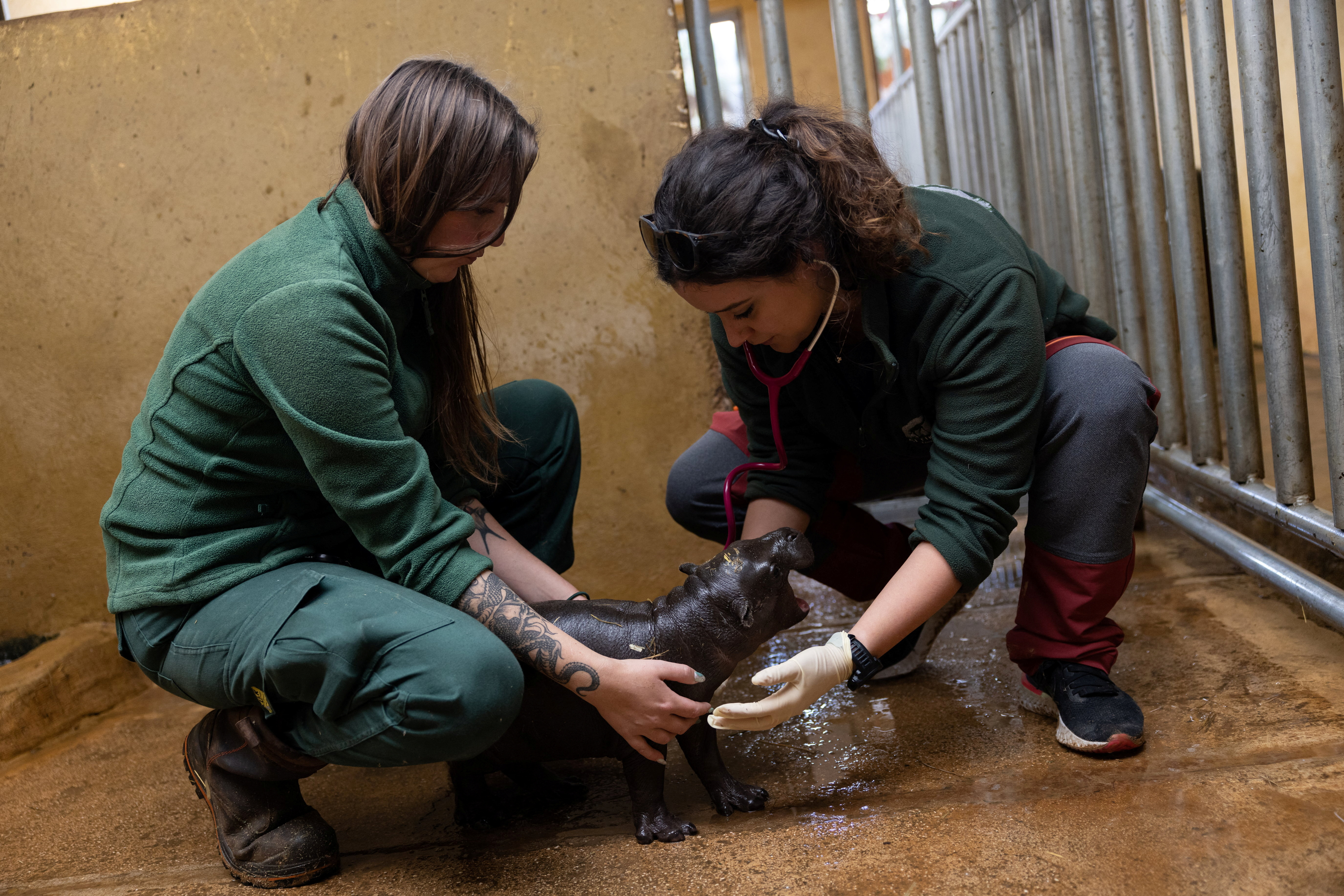 Πυγμαίο, απειλούμενο και… αγόρι – Ευφορία στο Αττικό Ζωολογικό Πάρκο για τη γέννηση σπάνιου ιπποποτάμου-3