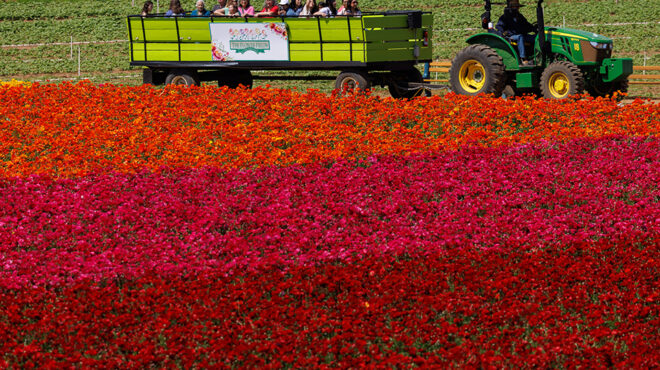 πασχαλινά-αυγά-με-θέμα-562945204