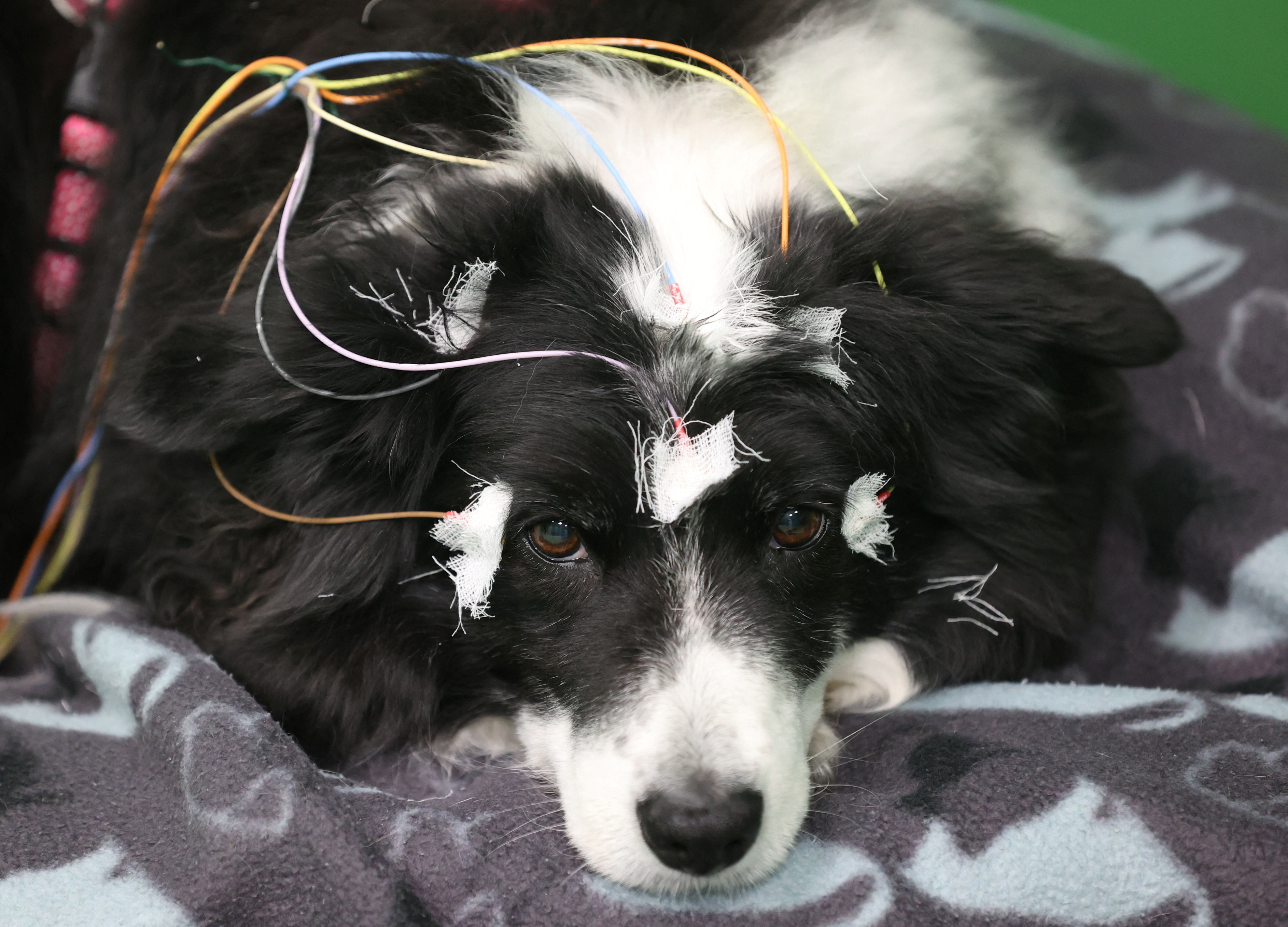 Ερευνα: Τα σκυλιά μπορούν να συνδέουν λέξεις με αντικείμενα-1