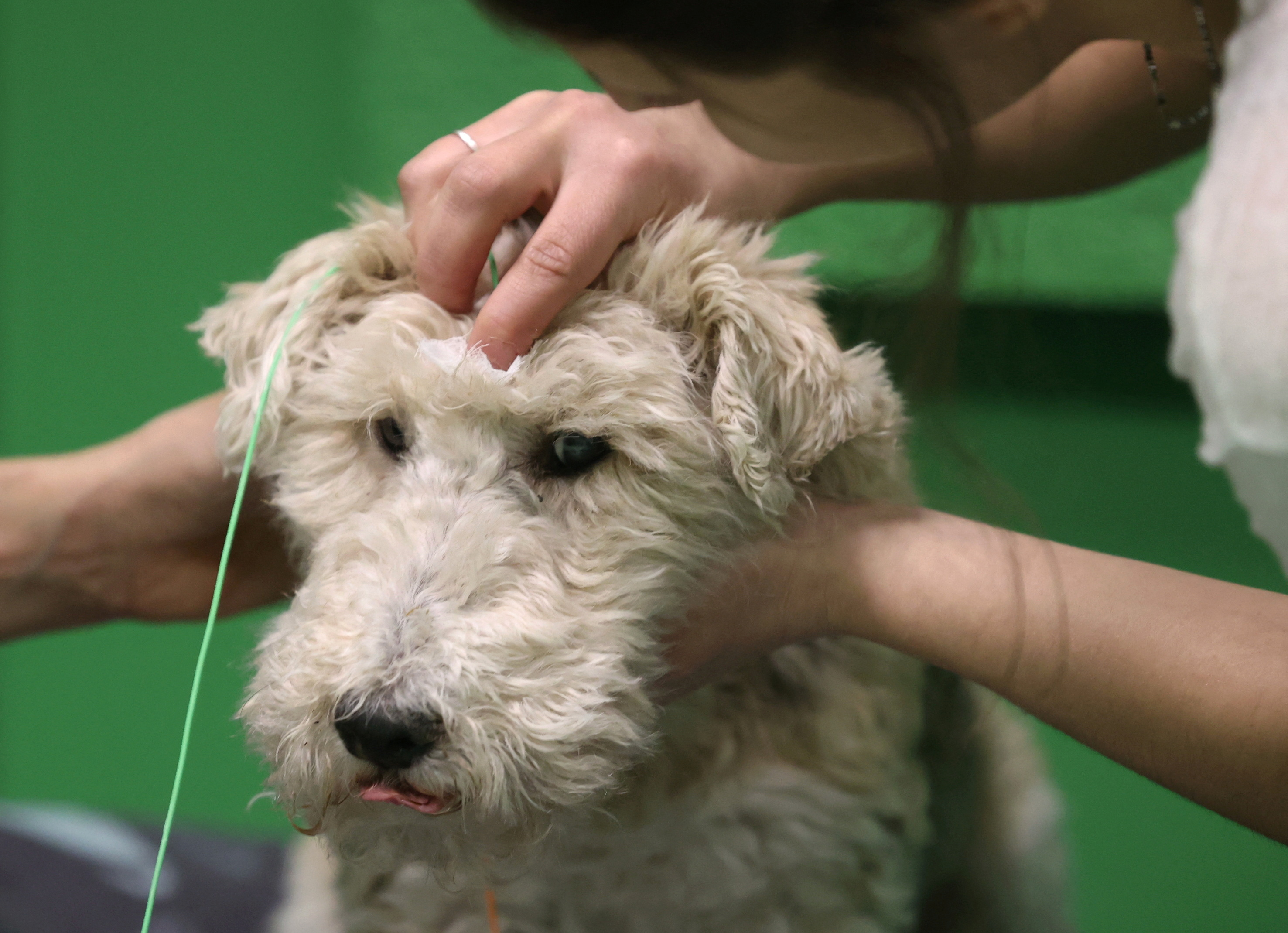 Ερευνα: Τα σκυλιά μπορούν να συνδέουν λέξεις με αντικείμενα-2