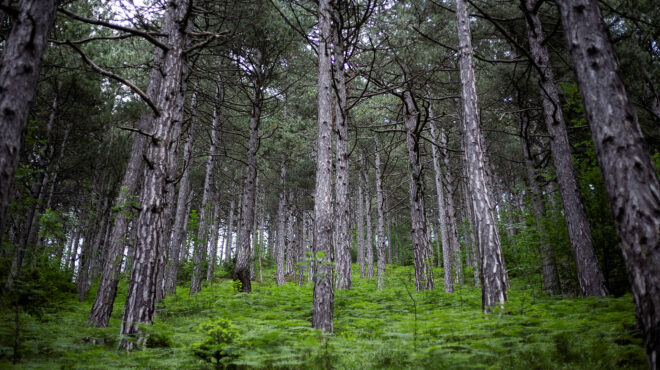 h-προσαρμογή-των-ειδών-ασπίδα-στην-αυξα-562945129