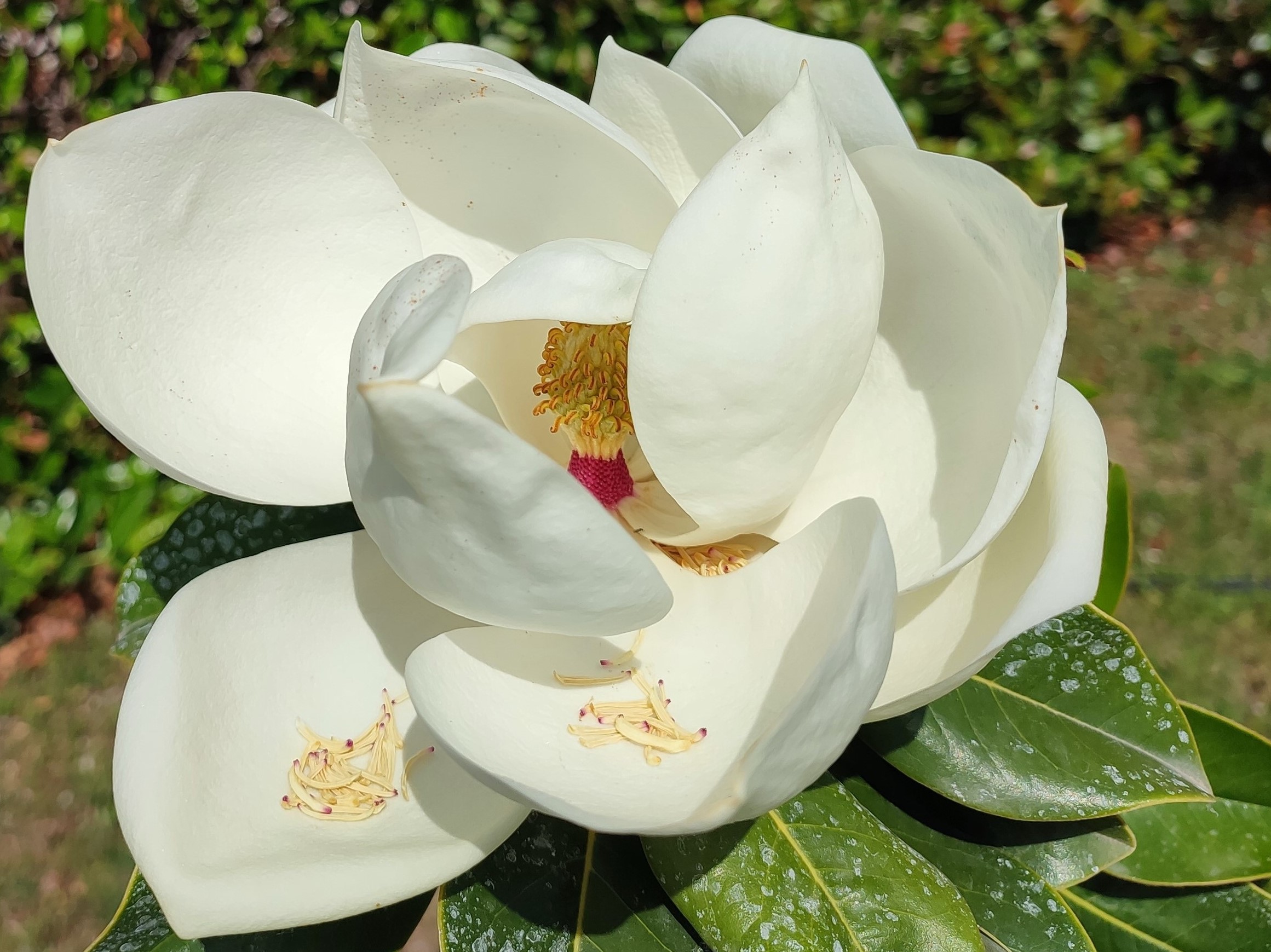 Μήπως η γειτονιά σου προκαλεί αλλεργίες;-2