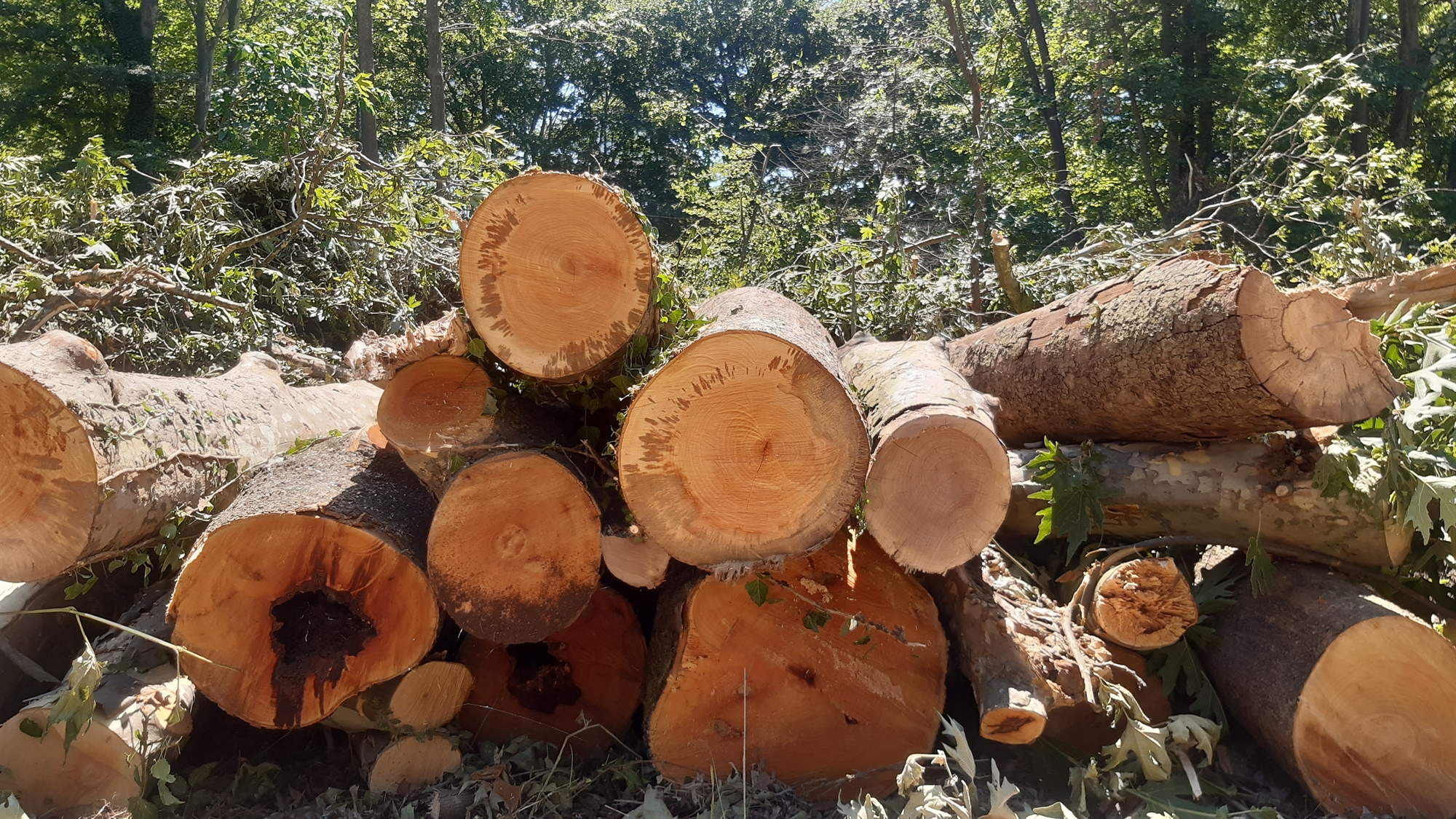 Κινδυνεύουν τα ελληνικά πλατάνια-2