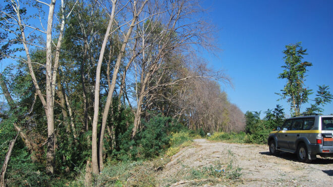 κινδυνεύουν-τα-ελληνικά-πλατάνια-562944424