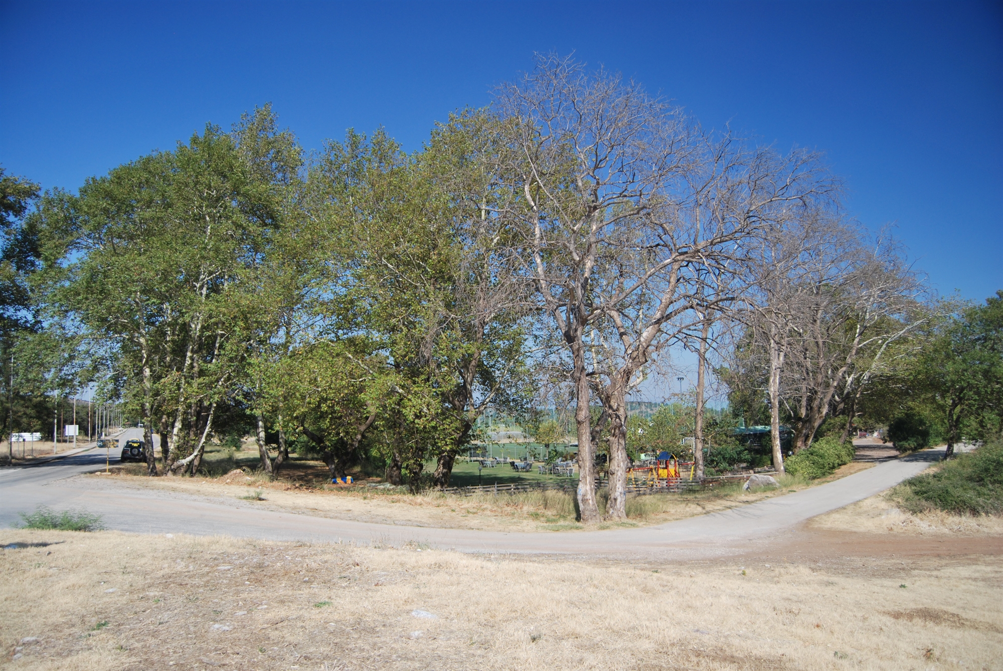 Κινδυνεύουν τα ελληνικά πλατάνια-1