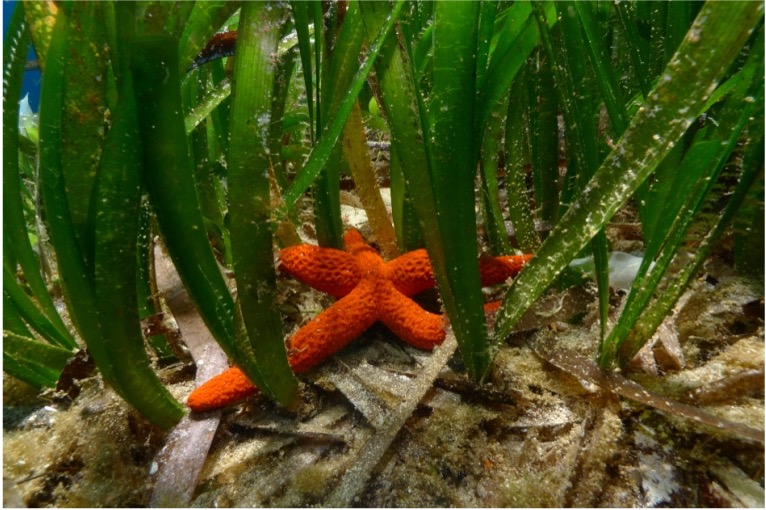Ο υποθαλάσσιος «θηρευτής» του άνθρακα-2