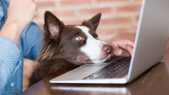 ερευνα-τα-σκυλιά-μπορούν-να-συνδέουν-λ-562954762