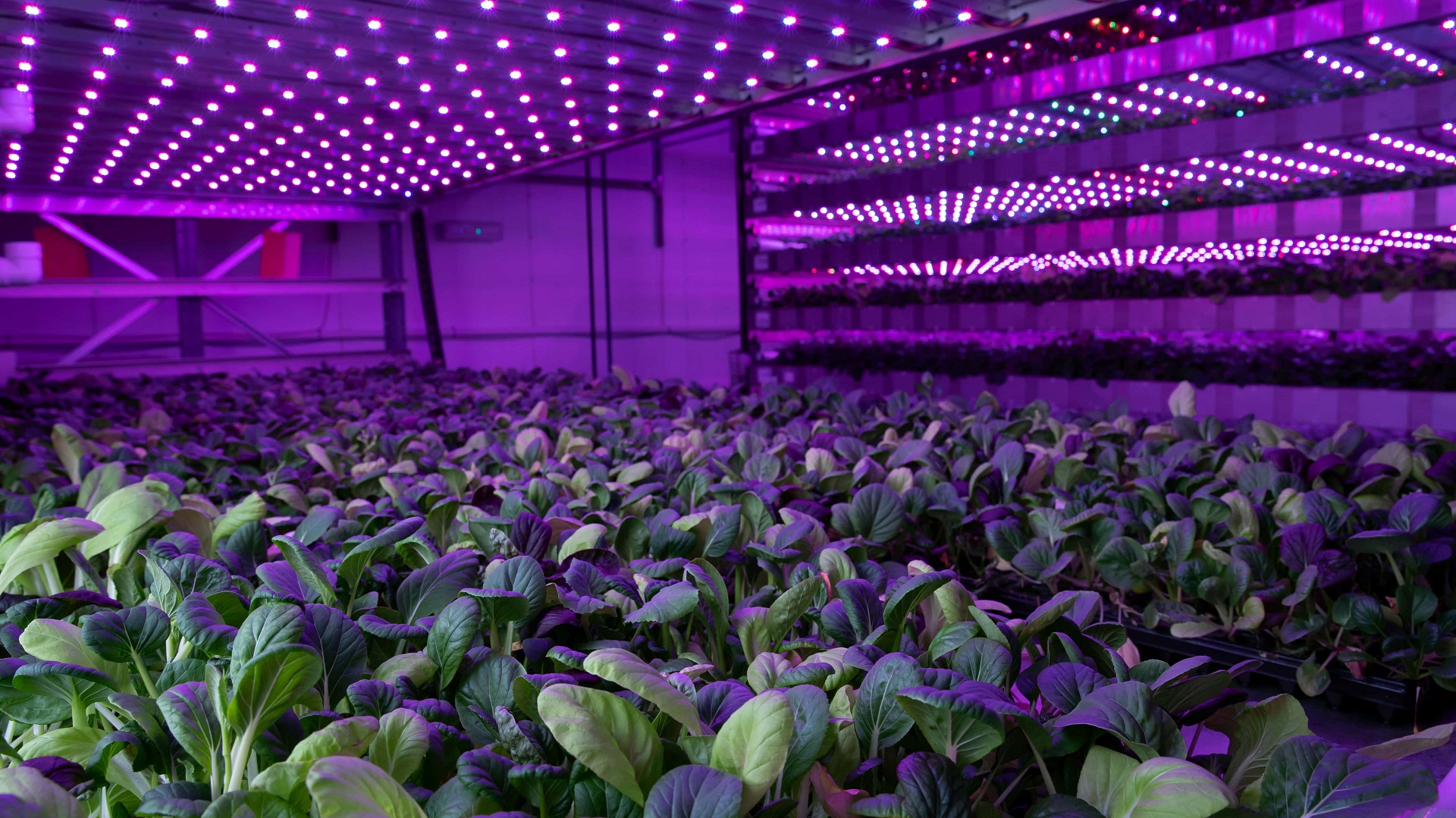 Ντουμπάι: Η γιγάντια, κάθετη φάρμα που θα παράγει εκατομμύρια τόνους τροφίμων ετησίως-1