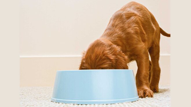 υπάρχουν-μενού-για-σκύλους-που-κοστίζ-562934545
