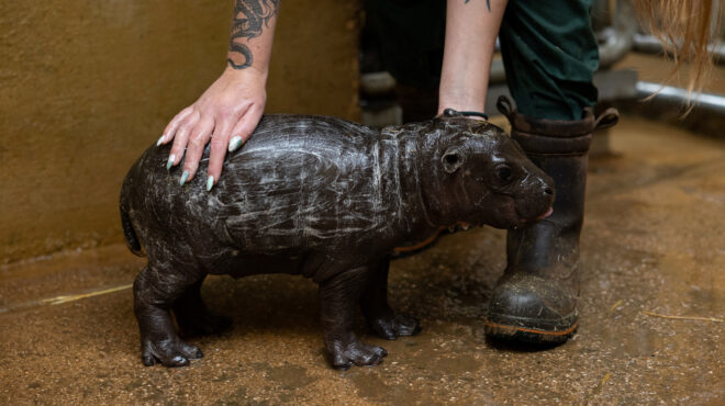 πυγμαίο-απειλούμενο-και-αγόρι-ευφ-562940464