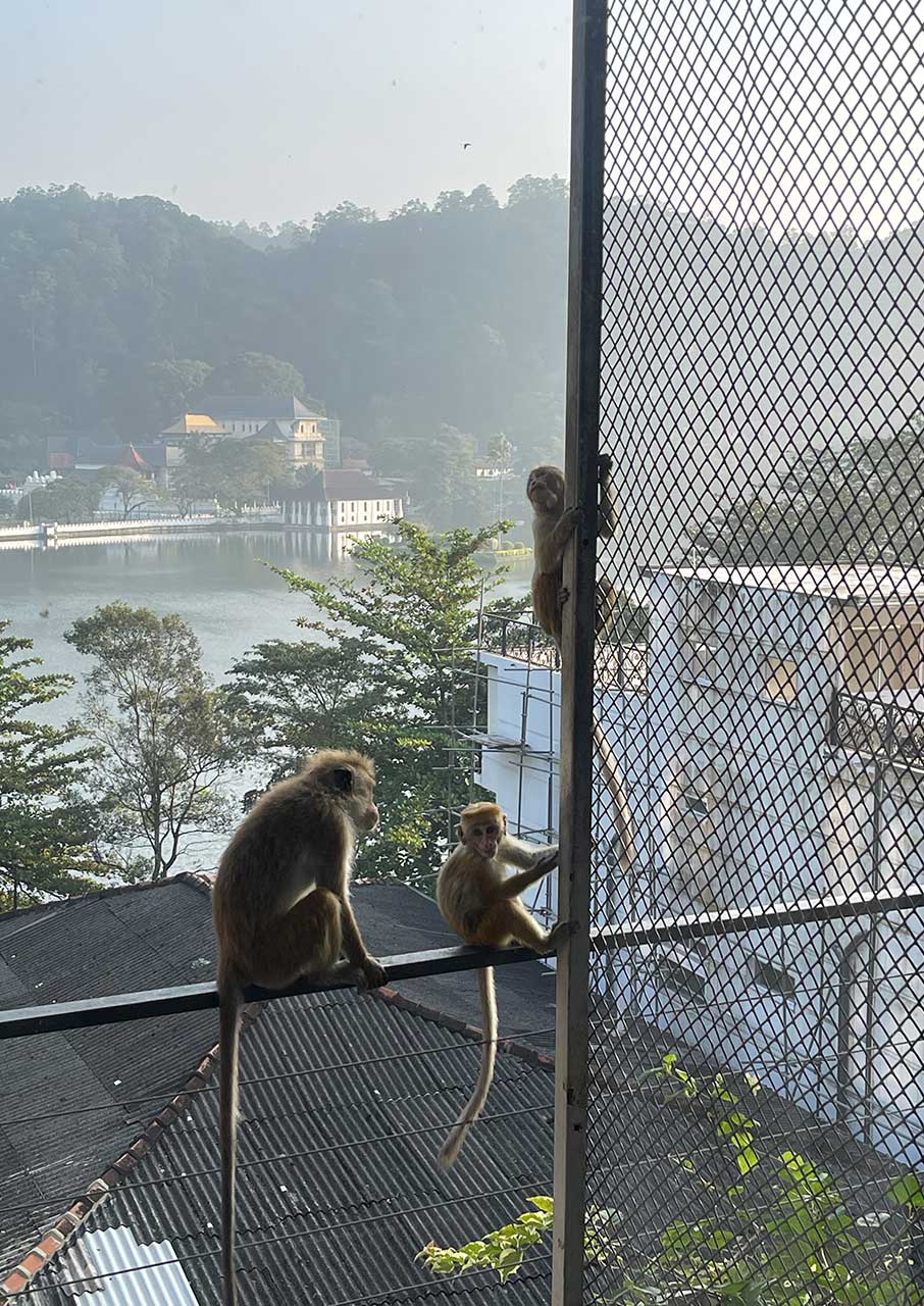 Σρι Λάνκα: Ταξιδεύοντας με το τρένο στο «μαργαριτάρι» του Ινδικού Ωκεανού-4