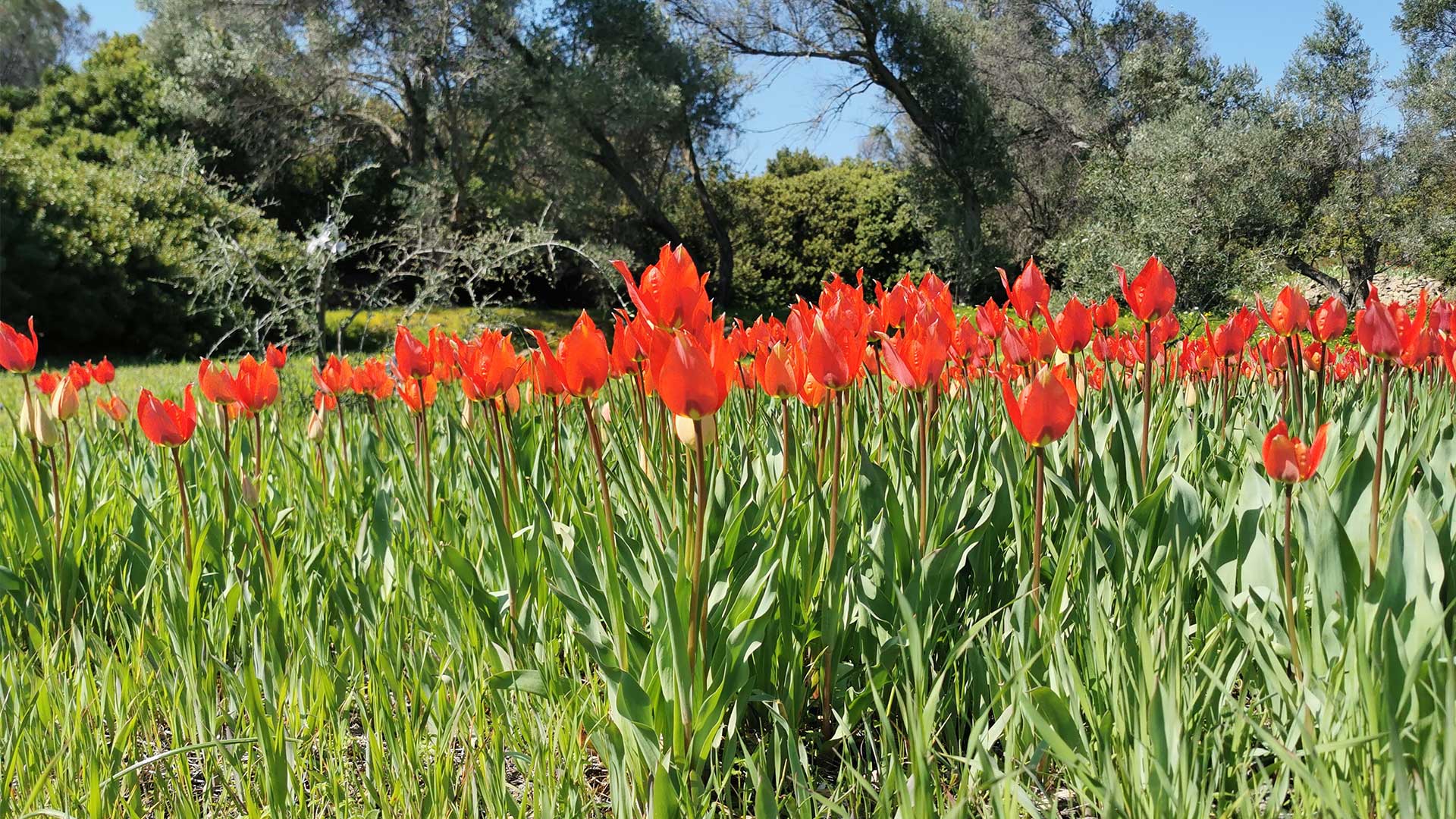 5 λόγοι για να ταξιδέψουμε στη Χίο την άνοιξη-1