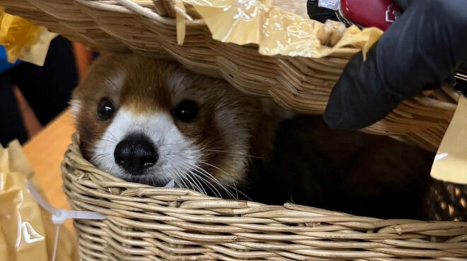 ταϊλάνδη-φίδια-πτηνά-ακόμα-και-ένα-κό-562920658