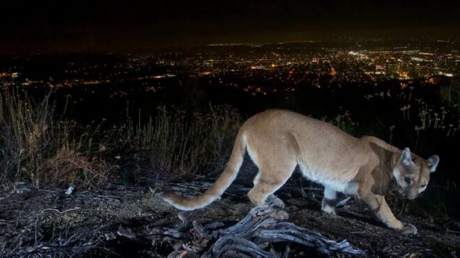 καλιφόρνια-πούμα-σκότωσε-21χρονο-και-τρ-562948390