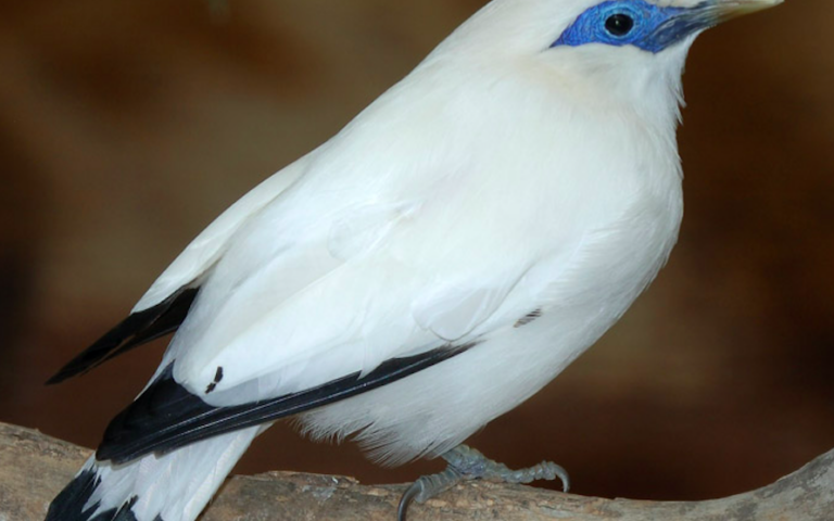 Πυγμαίος ιπποπόταμος: Δεν είναι απλά χαριτωμένος, είναι εξαιρετικά σημαντικός-1