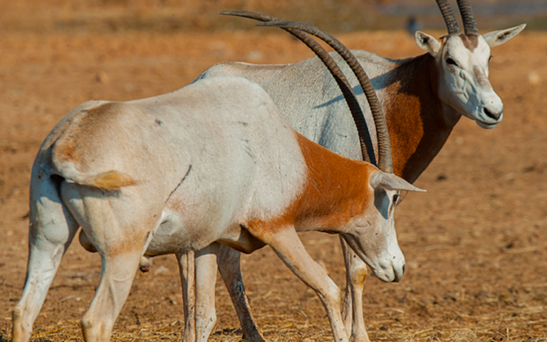 Πυγμαίος ιπποπόταμος: Δεν είναι απλά χαριτωμένος, είναι εξαιρετικά σημαντικός-2
