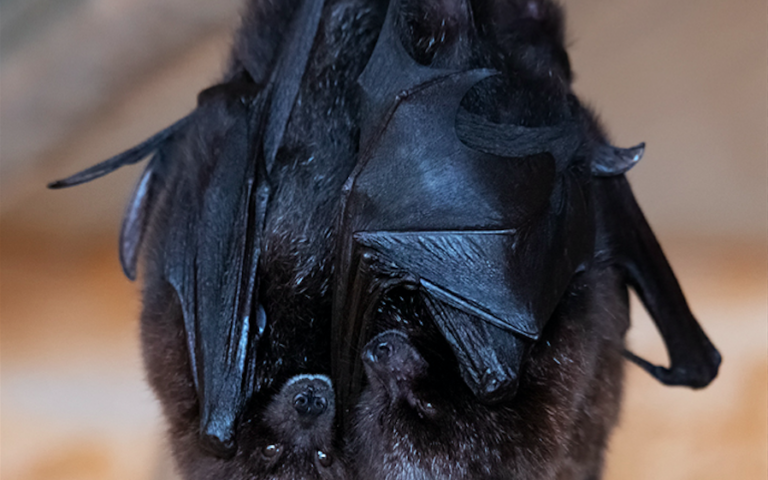 Πυγμαίος ιπποπόταμος: Δεν είναι απλά χαριτωμένος, είναι εξαιρετικά σημαντικός-3