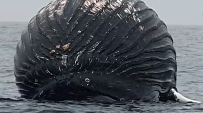 ξεβράστηκε-στη-νέα-ζηλανδία-η-σπανιό-562935079