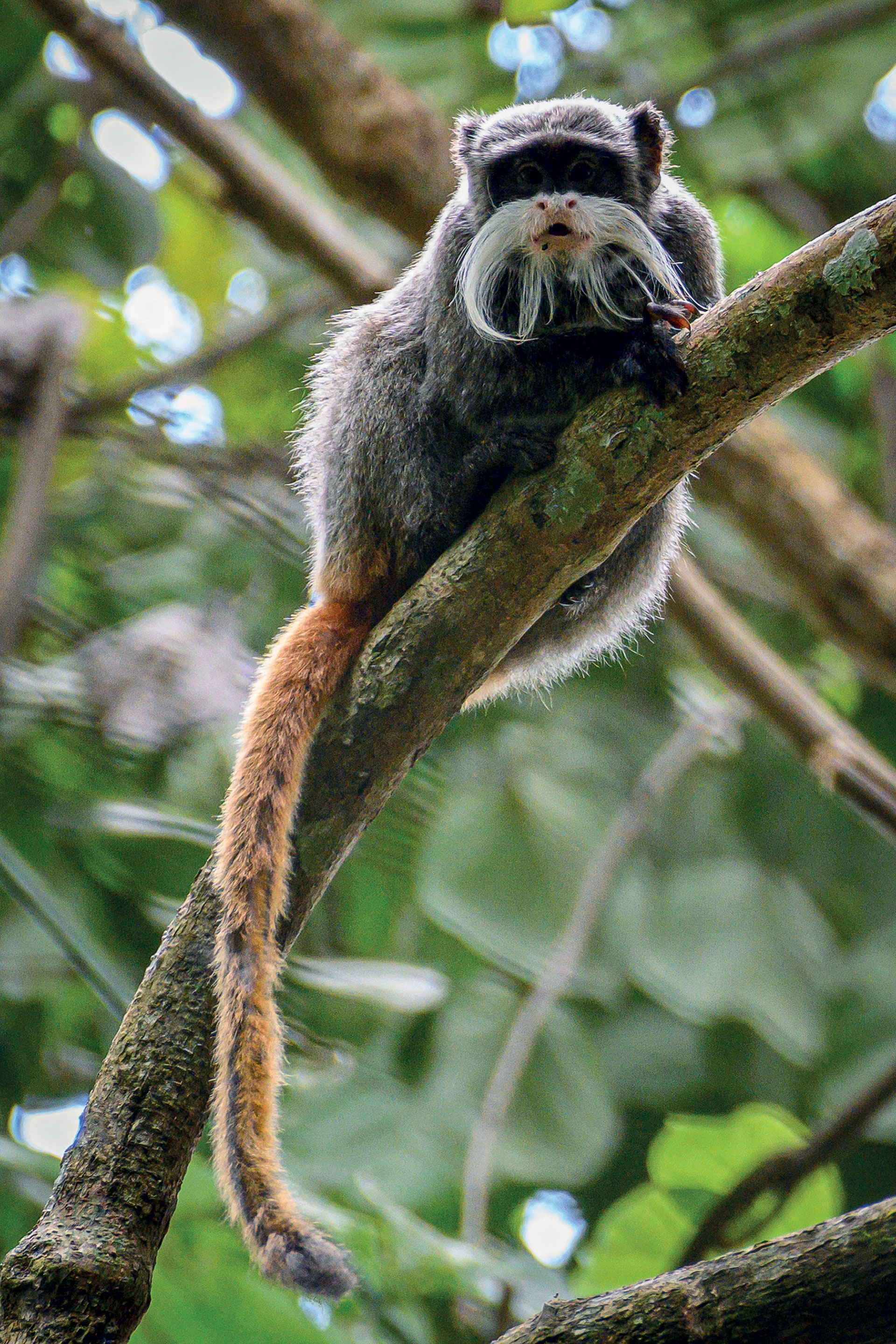 Μέσα στην πιο απομακρυσμένη ζούγκλα του Αμαζονίου-2