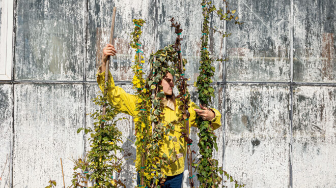 πώς-τα-αναρριχώμενα-φυτά-θα-μεταμορφώ-562943056