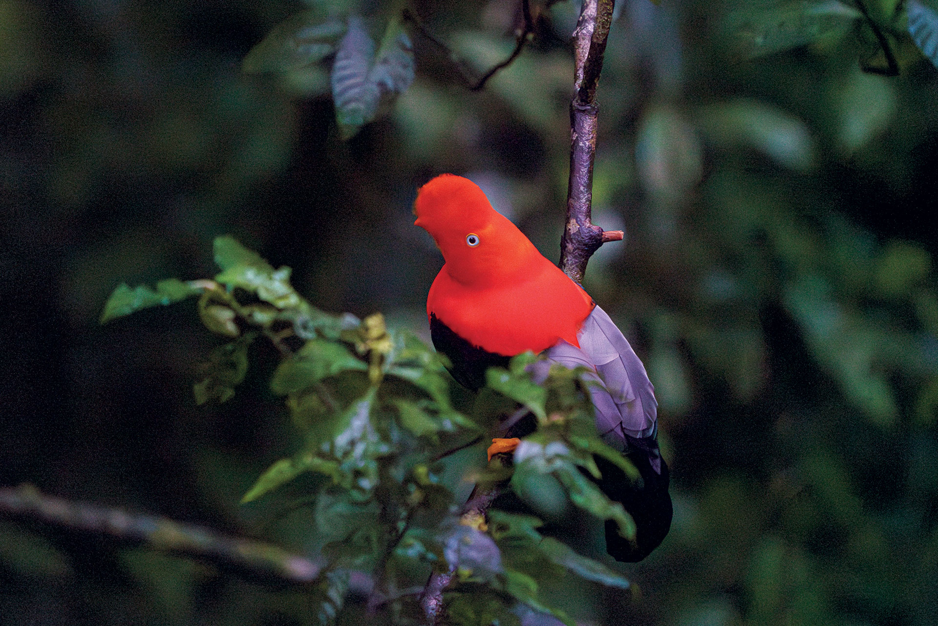 Μέσα στην πιο απομακρυσμένη ζούγκλα του Αμαζονίου-5